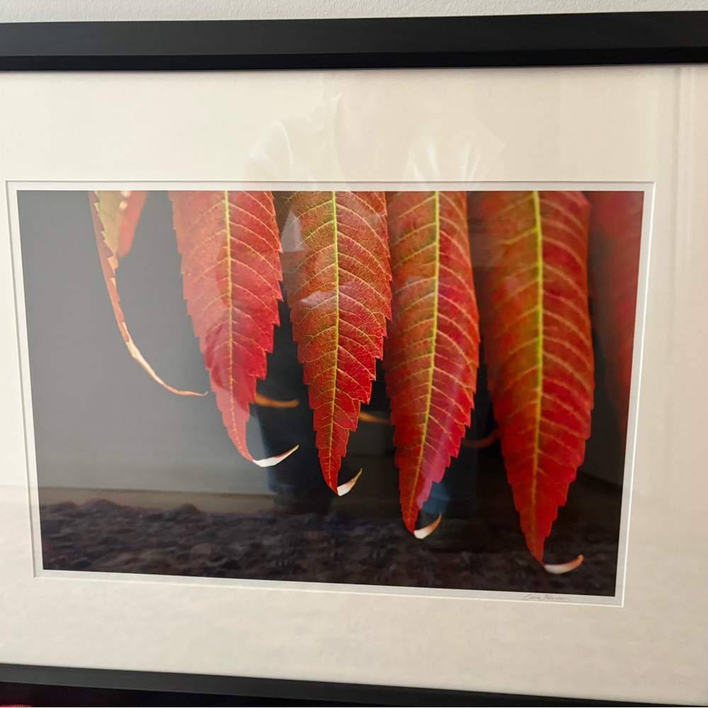 Red and Black Autumn Photography Art